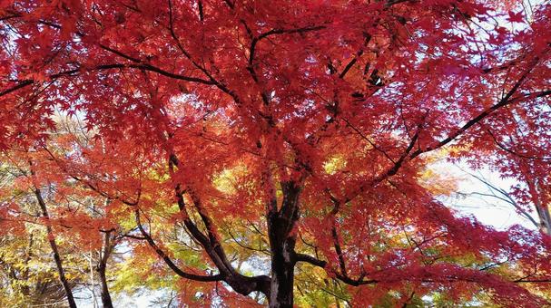 もみじの秋 もみじの秋 紅葉,もみじ,モミジの写真素材