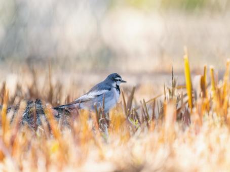 地面を歩くハクセキレイ 地面を歩くハクセキレイの写真