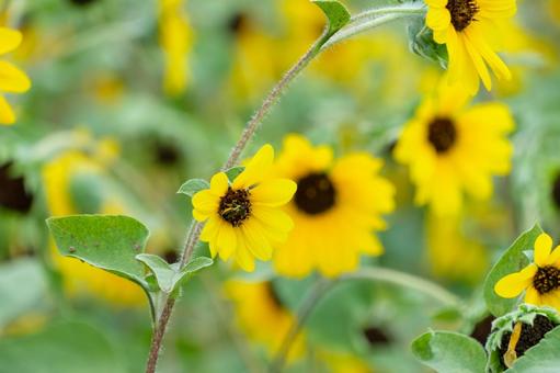 夏の野原に咲くヒメヒマワリの花 ヒメヒマワリ,花,黄色の写真素材