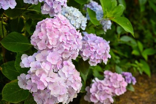紫陽花 紫陽花 アジサイ,色,花の写真素材