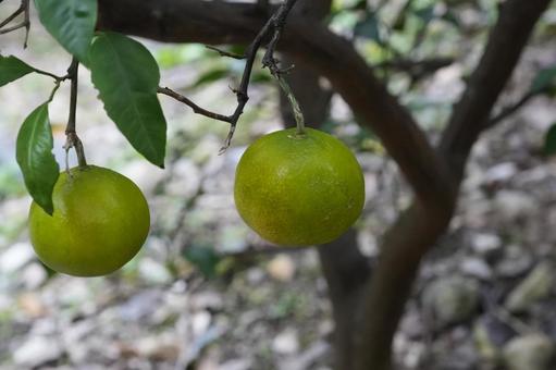 ウンシュウミカン ウンシュウミカン,みかん,ミカンの写真素材