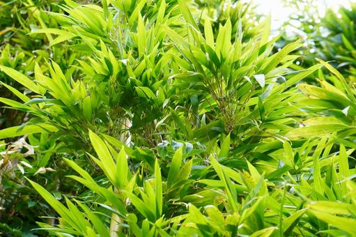 笹の葉 笹の葉 笹,葉,植物の写真素材