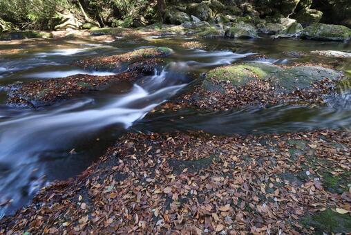 菊池渓谷 菊池渓谷,菊池川,渓流の写真素材