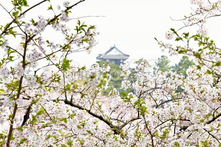 美しい桜と岡崎城 岡崎城,日本100名城,龍ヶ城の写真素材