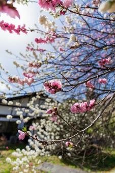 250421信濃比叡廣拯院 250421信濃比叡廣拯院の写真
