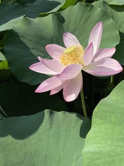 照片, 蓮花, 初夏, 晴天, 