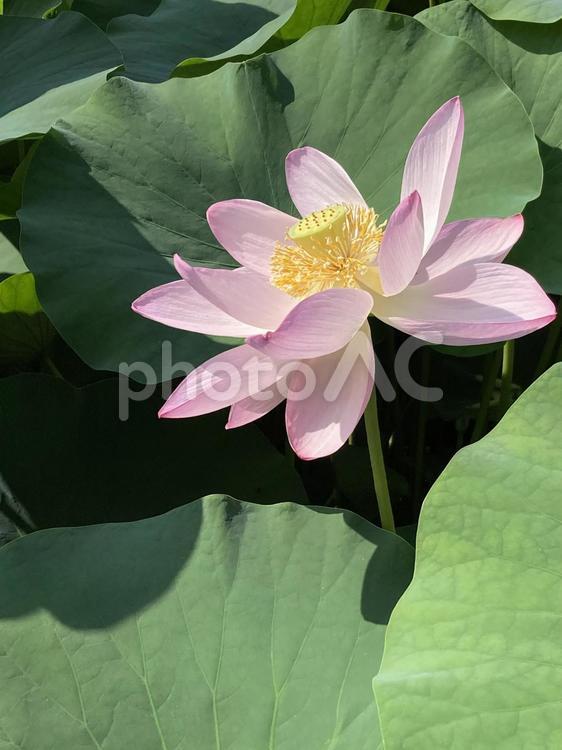 初夏の晴天に映えるハスの花 ハス,蓮,初夏の写真素材