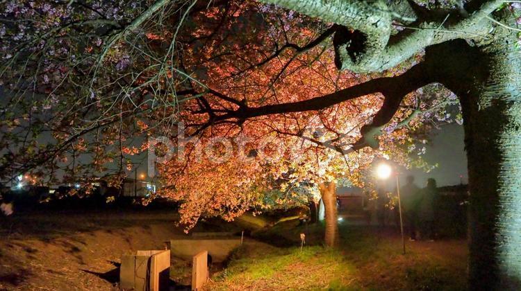 夜桜の樹下・八千代千本桜・千葉県八千代市 早春,夜桜,八千代千本桜の写真素材