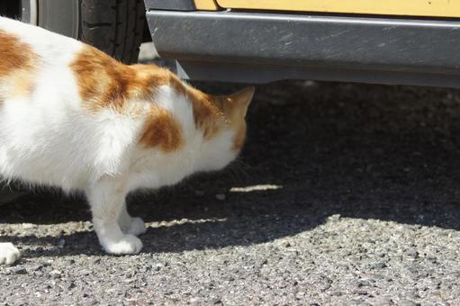 ねこ のらねこ,にゃんこ,可愛いの写真素材