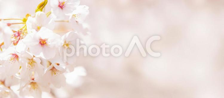 春の満開の桜の背景画像 さくら,春,桜の写真素材