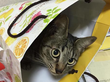 The cat is in the bag., JPG The cat is in the bag., JPG