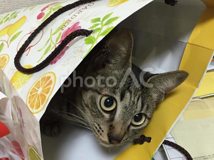 猫、入りました。(紙袋に) キジトラ,ねこ,猫の写真素材
