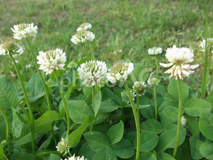 都市公園のシロツメクサ シロツメクサ,クローバー,野の花の写真素材