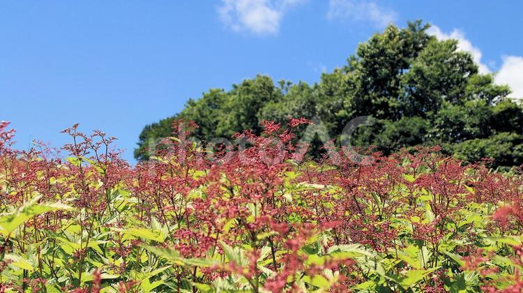 白馬五竜高山植物園　シモツケソウ シモツケソウ,下野草花,バラ科の写真素材