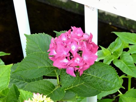 用水路沿いの花壇で開花したアジサイ 用水路沿いの花壇で開花したアジサイ アジサイ,花,植物の写真素材