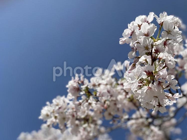 鶴舞公園の桜5 桜,サクラ,春の写真素材