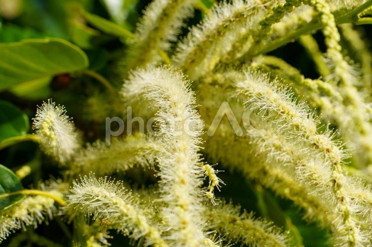 ふわふわと柔らかく白い栗の花 緑色,自然,葉の写真素材