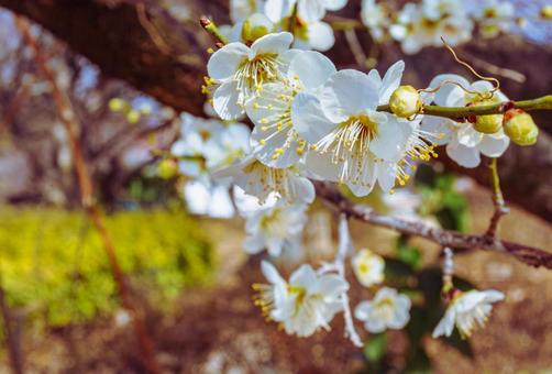 本庄運動公園 梅の花5ー75 本庄運動公園 梅の花5ー75の写真