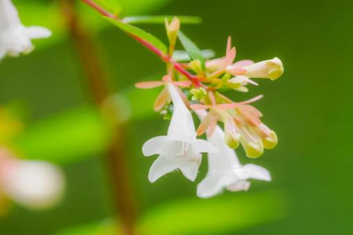 アベリア⑶の写真