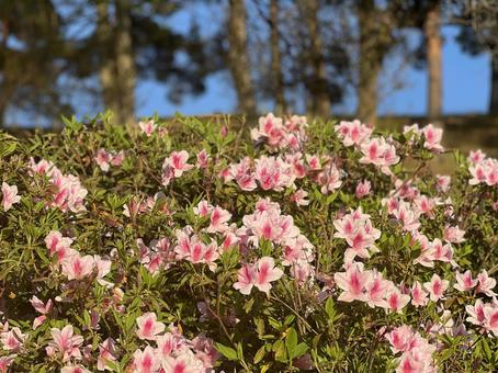ピンクのツツジ ツツジ,さつき,ピンクの写真素材