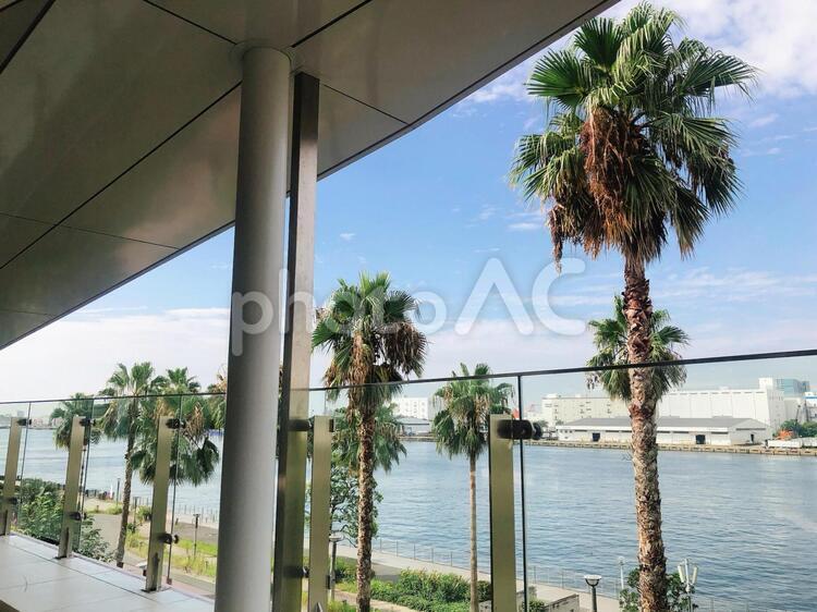 ヤシの木 ホテル,浜,木の写真素材