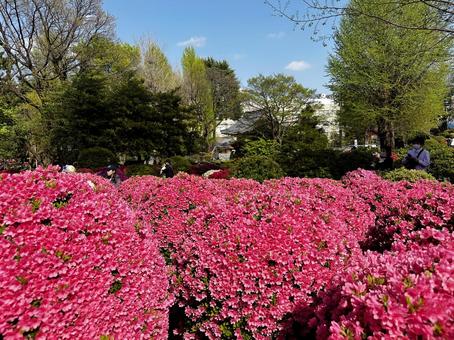 Azalea Festival Azalea Garden, JPG Azalea Festival Azalea Garden, JPG