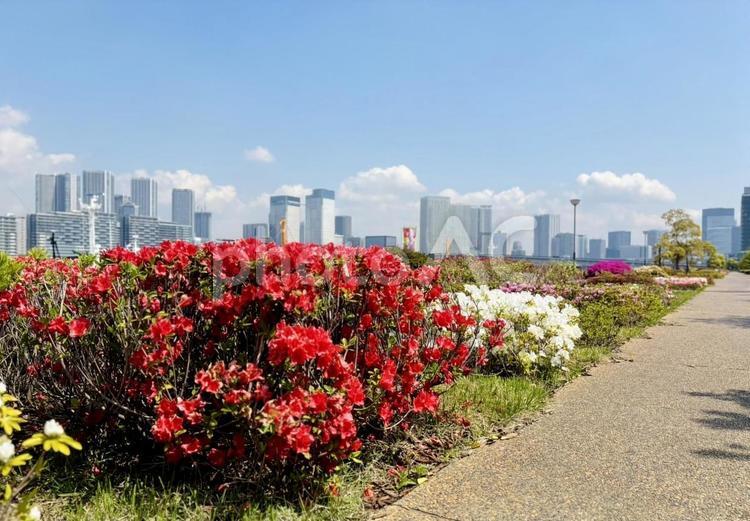 都会の中の自然3 タワーマンション,ビル群,花の写真素材