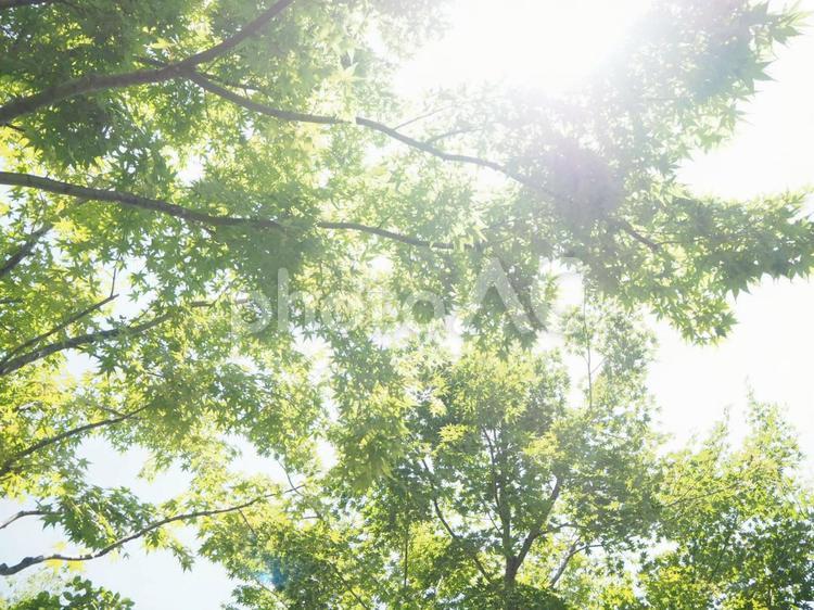 木漏れ日 木漏れ日,木,緑の写真素材