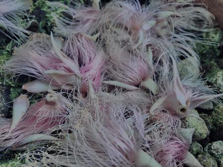 サガリバナ, サガリバナ, サガリバナ,石垣島,西表島の写真素材
