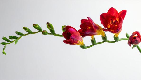 赤いフリージアの花 赤いフリージアの花の写真