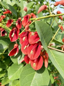 日を浴びるアメリカデイゴの花と葉 日を浴びるアメリカデイゴの花と葉 アメリカデイゴ,花,フラワーの写真素材