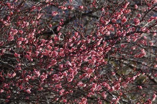 Photo, red plum, plum, flower, 