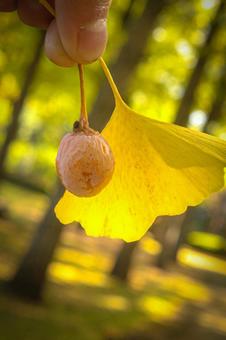 イチョウの写真