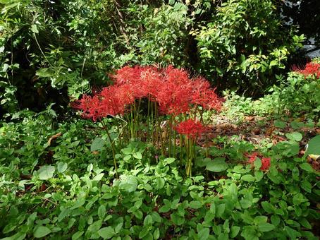 赤い彼岸花 赤い彼岸花の写真