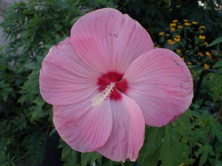 ピンク色のアメリカフヨウの花 ピンク色のアメリカフヨウの花 アメリカフヨウ,ピンク,クサフヨウの写真素材