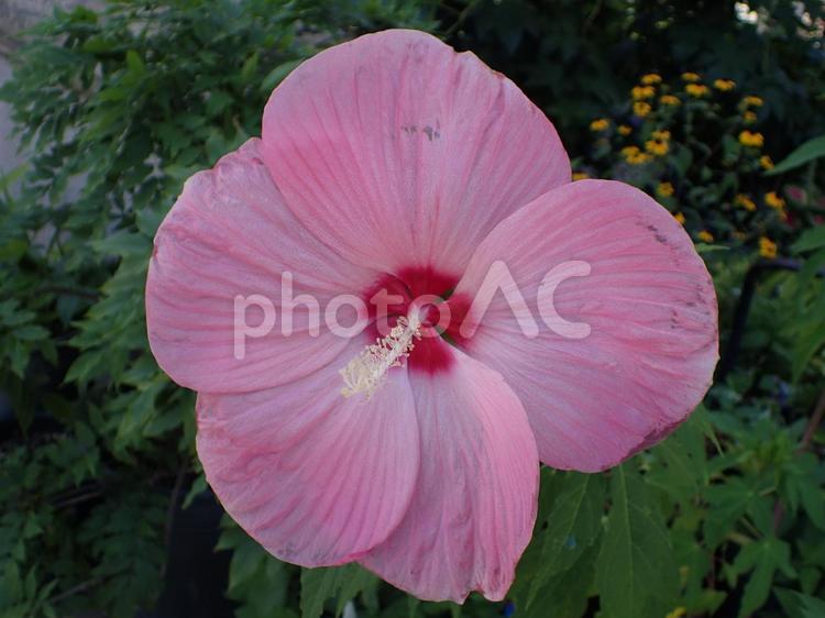 ピンク色のアメリカフヨウの花 アメリカフヨウ,ピンク,クサフヨウの写真素材