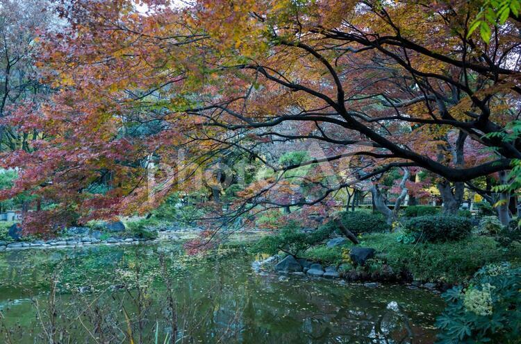日比谷公園 日比谷公園,秋,紅葉の写真素材