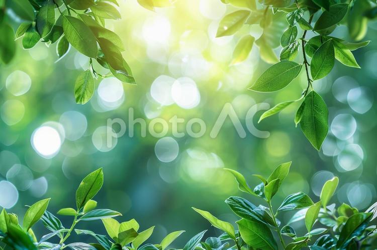 透き通る新緑と優しい玉ボケ背景 新緑,玉ボケ,葉の写真素材