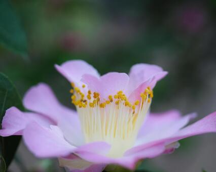 百合が原公園のツバキの写真