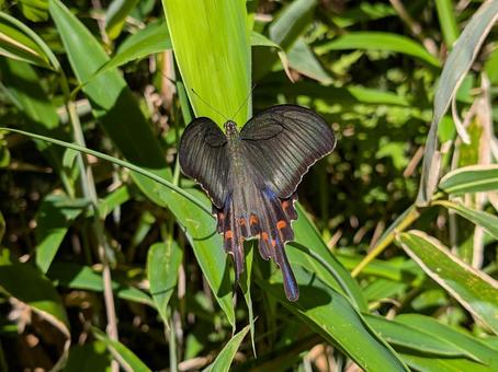 Photo, miyama crow bean jelly, female, butterfly, 