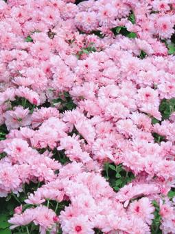 満開の小菊 満開の小菊の写真