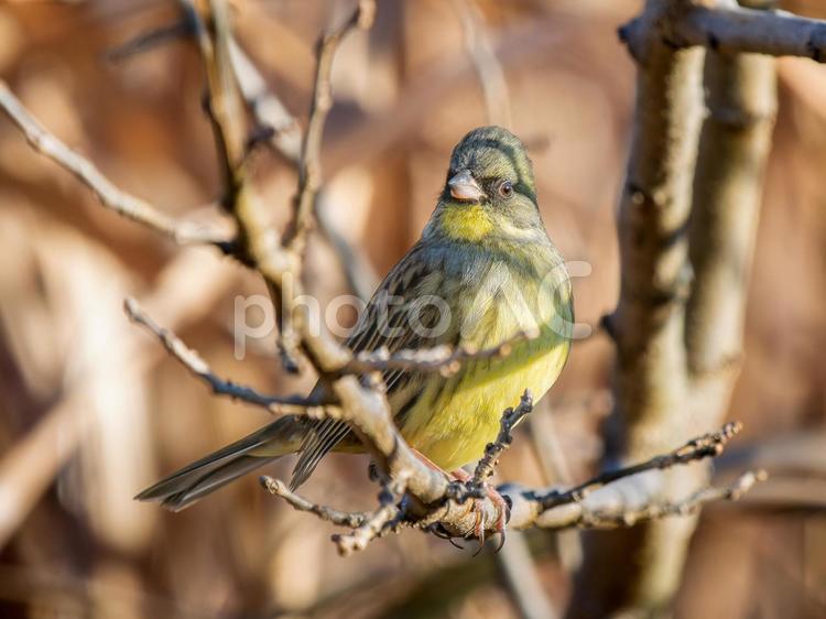 枝にとまるアオジ アオジ,野鳥,鳥の写真素材