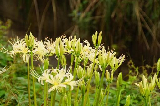 白いヒガンバナ 白いヒガンバナ 彼岸花,白,植物の写真素材