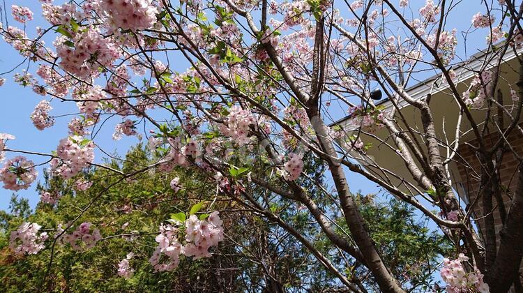 桜と青空3 木,花,植物の写真素材