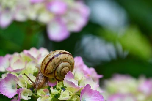 Snail and hydrangea, JPG