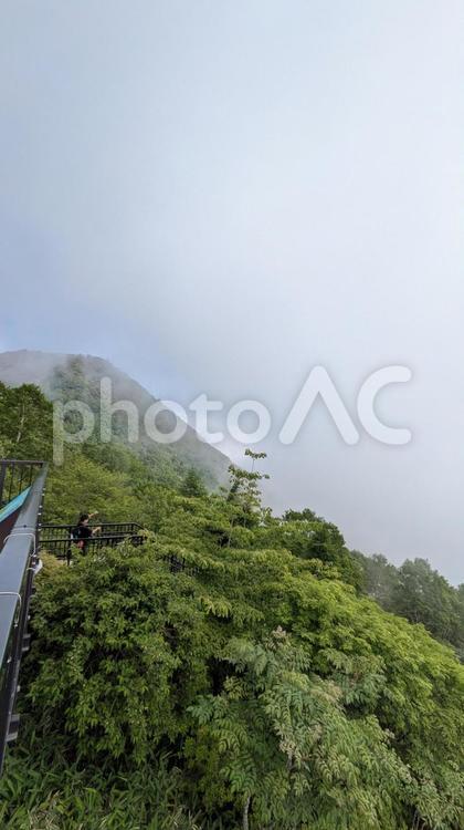 山の斜面 夏,木,木々の写真素材