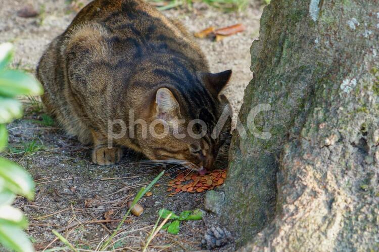 【猫】餌を食べる猫 自然,猫,動物の写真素材