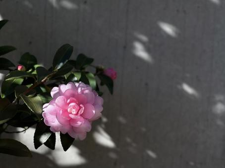 ピンクの椿と壁の影 ピンクの椿と壁の影 山茶花,椿,ツバキの写真素材