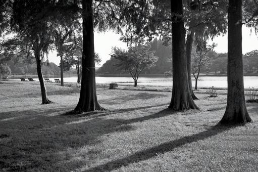 水元公園 水元公園の写真