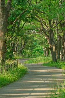 新緑の公園 新緑の公園の写真